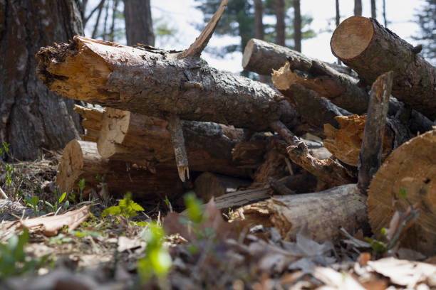 Stacked felled wood logs. Close up , bottom view
