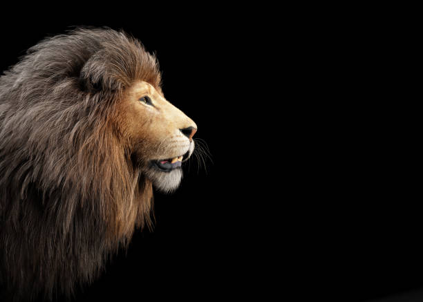 istock Lion portrait on black 1390859966