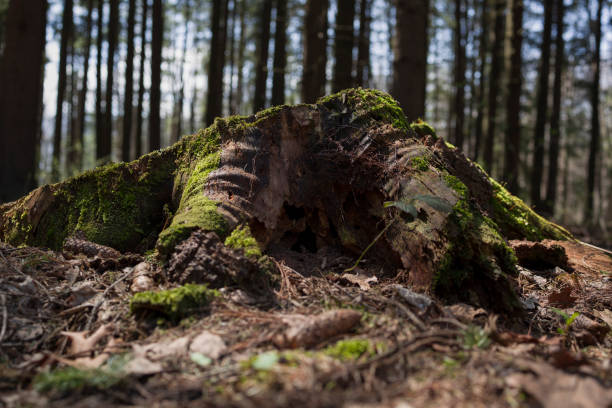 Beautiful nature background. Moss detail close up, soft focus