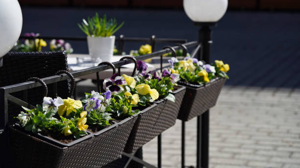 Close-up colored pansy flowers flowerpots summer terrace cafe.Decorative flower pots with spring flowers of viola cornuta.Pansies flower pots hang on fence spring garden.Flowering garden,Easter decor primer plano de colores pansy flores macetas de verano terraza café. macetas decorativas con flores de primavera de viola cornuta. las macetas de pansies cuelgan en el jardín de primavera de la cerca. jardín florido, decoración de pascua.