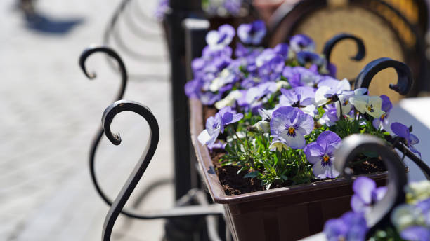 Close-up blue pansy flowers flowerpots summer terrace cafe.Decorative flower pots with spring flowers of viola cornuta.Pansies flower pots hang on fence spring garden.Flowering in garden,Easter decor. Close-up blue pansy flowers flowerpots summer terrace cafe.Decorative flower pots with spring flowers of viola cornuta.Pansies flower pots hang on fence spring garden.Flowering in garden,Easter decor viola tricolor stock pictures, royalty-free photos & images