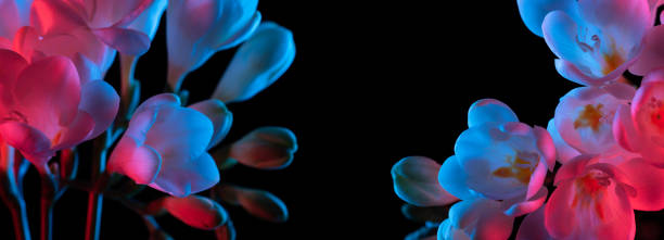 Freesia flowers blooming in pink and blue neon light, banner template with copy-space and black background
