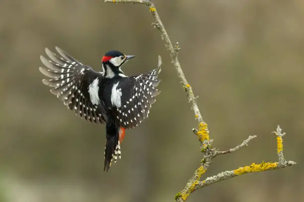 Male great spotted woodpecker (Dendrocopos major) landing on an elder bush.