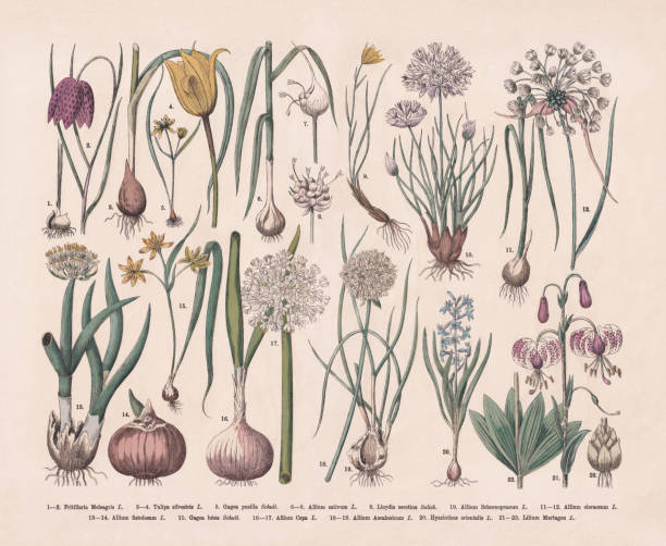stockillustraties, clipart, cartoons en iconen met useful and ornamental plants, hand-colored wood engraving, published in 1887 - bieslook illustraties