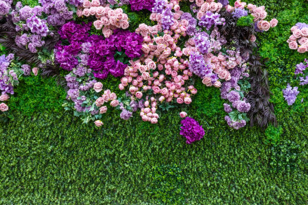 A wall of bouganville.