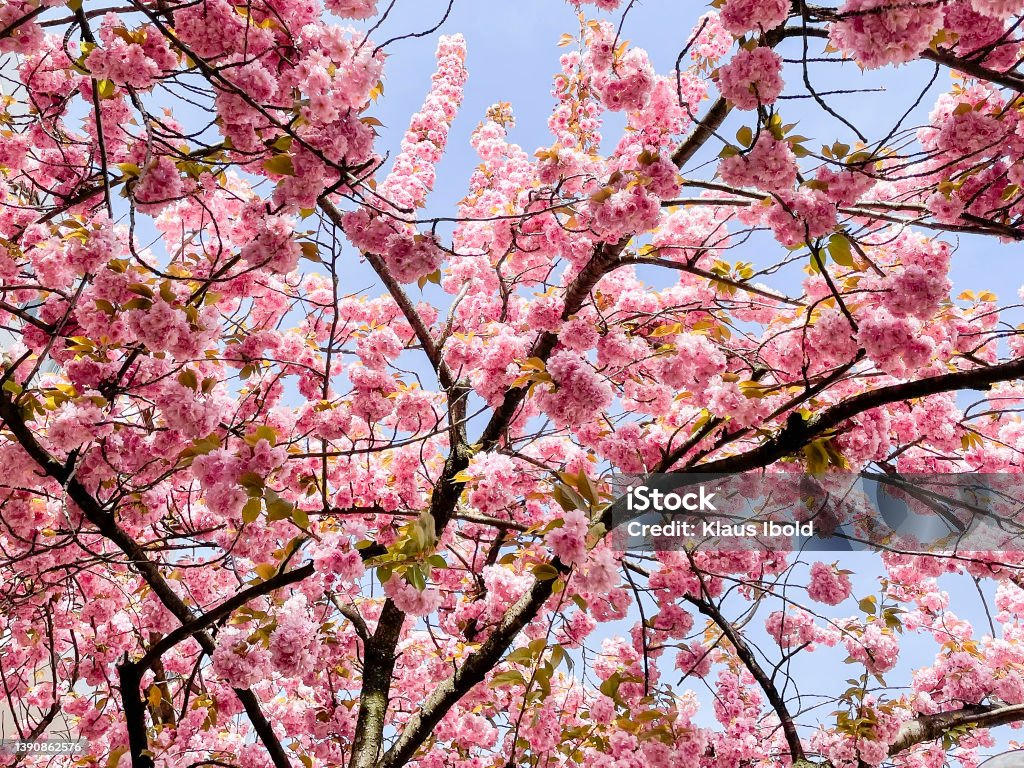 Kirschblüten Cherry blossom Beauty Stock Photo