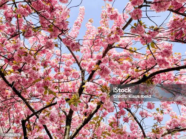 Kirschblüten Stock Photo - Download Image Now - Beauty, Beauty In Nature, Blossom