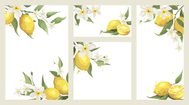 Cartão de verão com flores de jasmim e ramo de limão. - ilustração de arte em vetor
