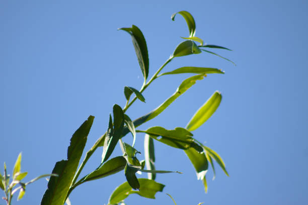 primer plano de hojas de sauce blanco verde con cielo azul sobre el fondo - willow leaf weeping willow willow tree tree fotografías e imágenes de stock