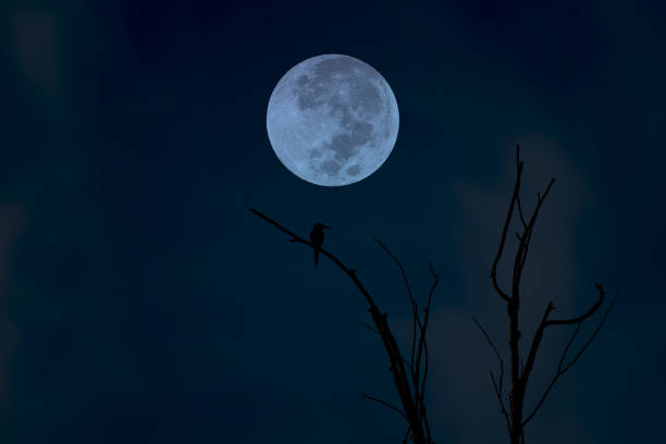 istock Full moon on the sky with tree branch silhouette. 1390863007
