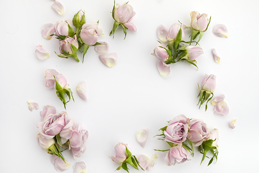 Framework from roses and petals on white background. Flat lay