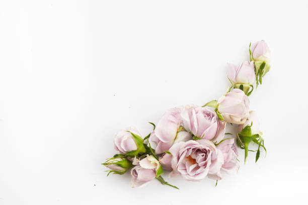 istock Framework from roses and petals on white background. Flat lay. 1390863133