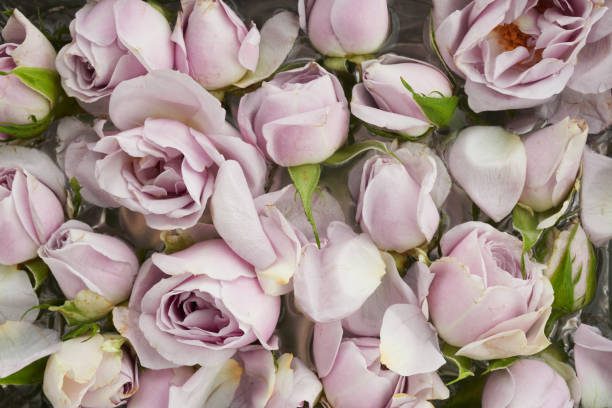 istock Pink roses background. Close up. Top view 1390863141