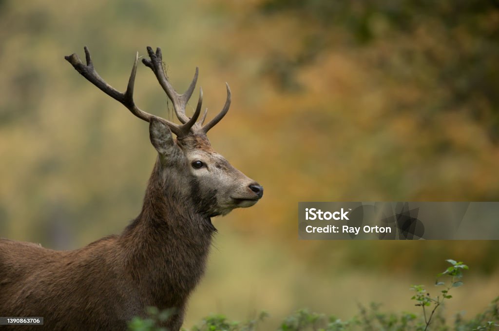 Sika deer Sika deer cervus nippon during the autumn rut at tatton park east Cheshire Sika Deer Stock Photo