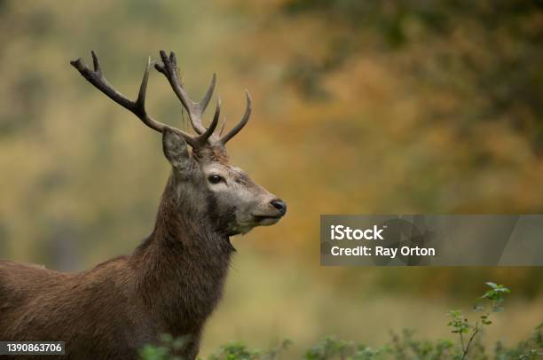 Sika Deer Stock Photo - Download Image Now - Sika Deer, Stag, UK