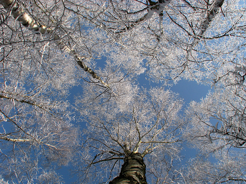 Low angle shot looking up at trees covered in hoar frost against a blue sky