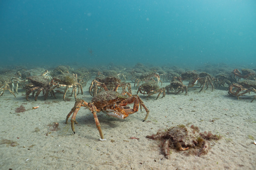 Spider crabs (Maja brachydactyla) coming ashore off the Welsh coast