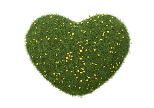 istock Grass heart with dandelions isolated on white. 1390863992