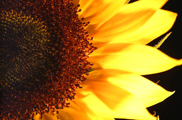 Sonnenblume Makro – Foto