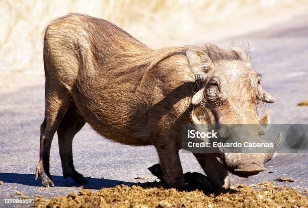 Warty Boar Nac Park Kruger South Africa Stock Photo - Download Image Now - Animal, Color Image, Horizontal
