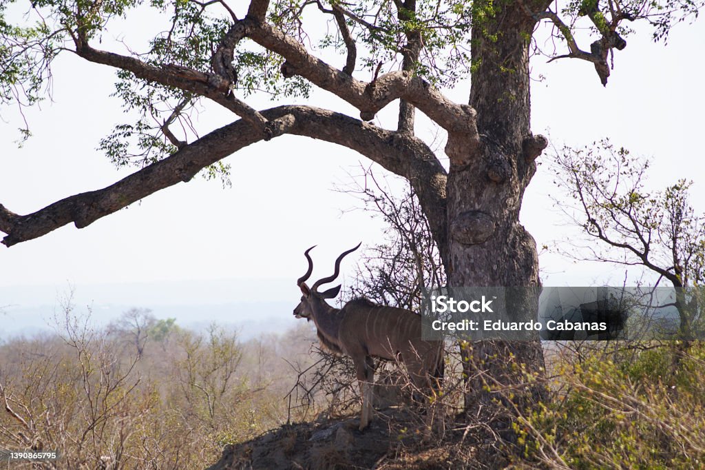 Kudu, Nac Park. Kruger, South Africa Gran kudú is a species of mammal in the subfamily Bovinae. It is a large African antelope with remarkable antlers, which inhabits the forested savannas of southern and eastern Africa. Antelope Stock Photo