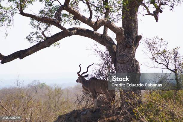 Kudu Nac Park Kruger South Africa Stock Photo - Download Image Now - Antelope, Color Image, Horizontal