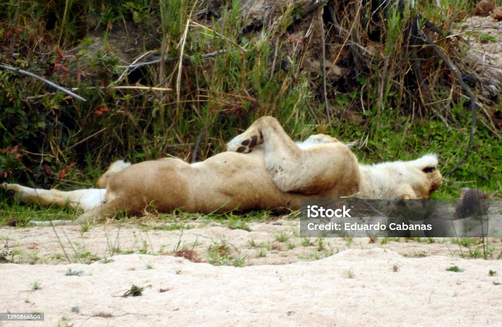 Leona lying down, Parque Nac. Kruger, South Africa Lions are the only big cats that live in prides. These herds are family units that can include up to three males, about a dozen females and their offspring. All lionesses in the pride are related, and cubs usually stay with the group for a lifetime. Animal Wildlife Stock Photo