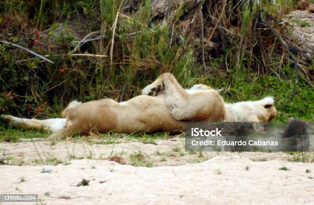 Leona Lying Down Parque Nac Kruger South Africa Stock Photo - Download Image Now - Animal Wildlife, Animals In The Wild, Color Image