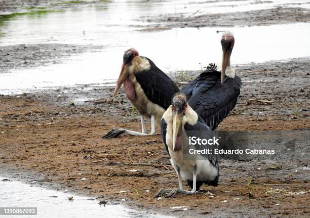 African Marabou Nac Park Kruger South Africa Stock Photo - Download Image Now - Animal Wildlife, Animals In The Wild, Bird
