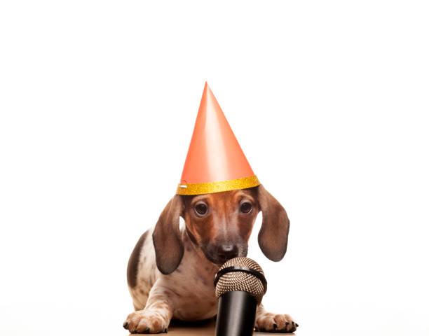 istock image of dog microphone white background 1390867104