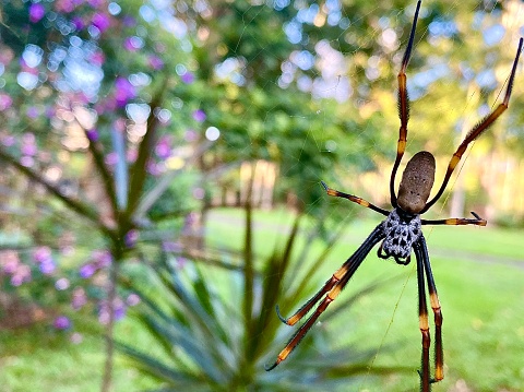 Horizontal close up of large golden silk orb weaver spider creating a spiderweb in country garden Australia
