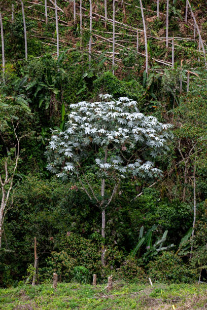 Cecropia peltata a representative tree of the cloudy forest in central and south america Cecropia peltata a representative tree of the cloudy forest in central and south america peltata stock pictures, royalty-free photos & images