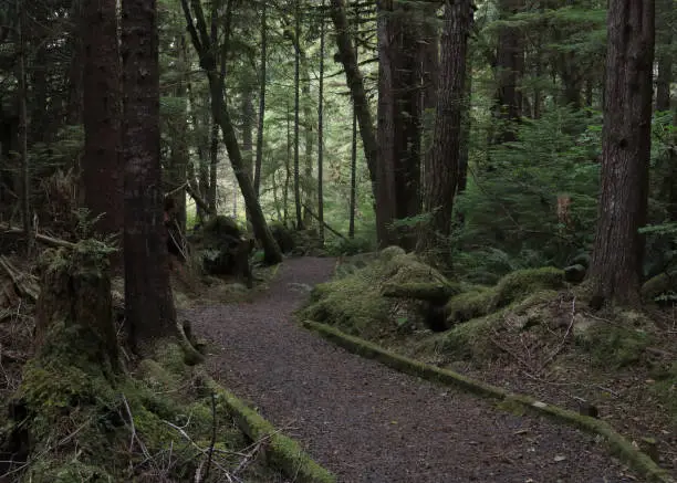 Photo of Trail to Spirit Lake, Skidegate, Haida Gwaii, British Columbia