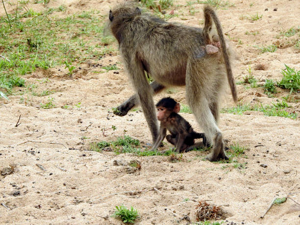 istock African primates, Parque Nac. Kruger, South Africa 1390868197