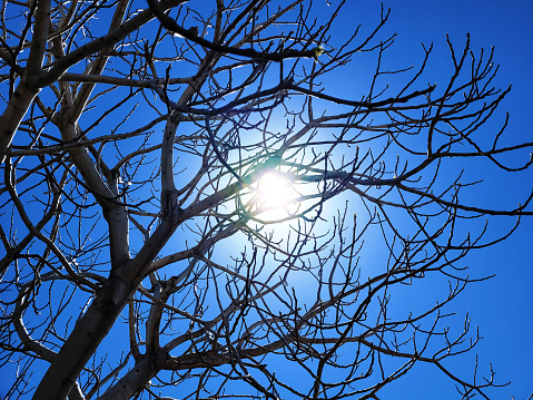sun shining through withered branches