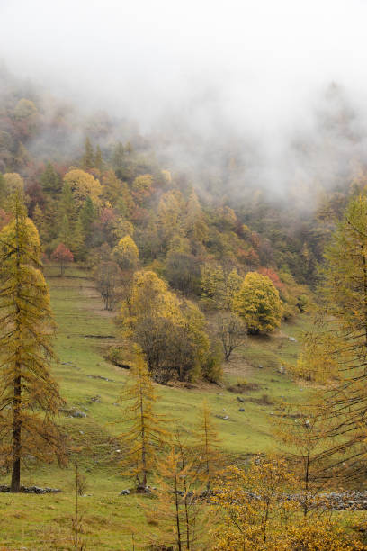 istock Autumn foliage. 1390869163