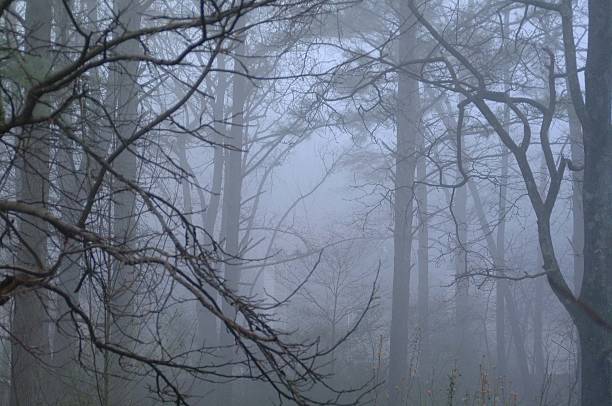 Wald im Nebel – Foto
