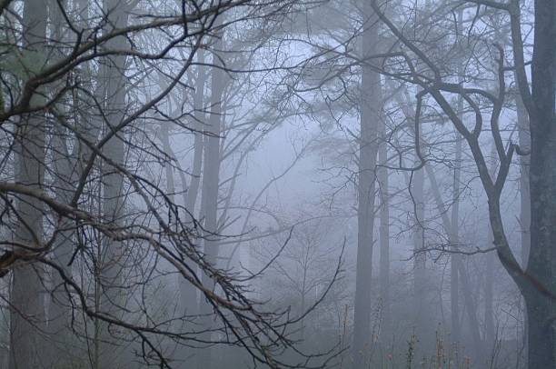 Forêt avec le brouillard - Photo