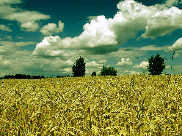 wheat-field stock photo