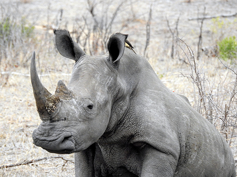 The white rhinoceros is a species of mammal in the Rhinocerotidae family. It is the largest of the five species of rhinos that exist, the fourth largest land animal and the fourth heaviest land mammal after the three species of elephants.