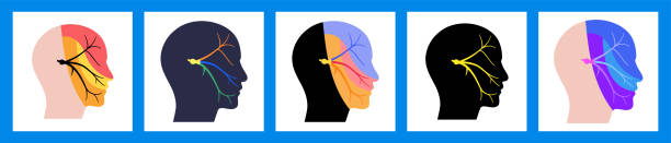 Trigeminal nerve diagram Trigeminal nerve diagram. Ganglion, ophthalmic, mandibular and maxillary nerves. Sensations to the face, mucous membranes, and other structures of the human head. Anatomical flat vector illustration. neuralgia stock illustrations