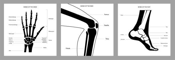 인간의 뼈 계획 - x ray human knee orthopedic equipment human bone stock illustrations