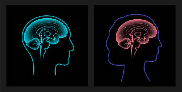 Vector illustration of Brain 3D anatomy