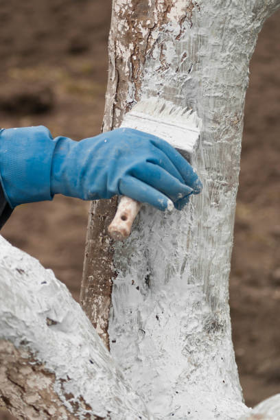 istock Whitewashing of a tree trunk in spring 1390870753