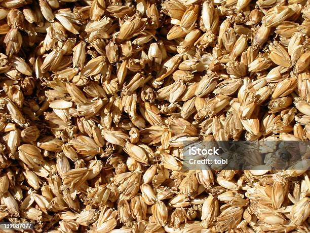 Foto de Spelt Seco e mais fotos de stock de Atividade - Atividade, Biologia, Cereal