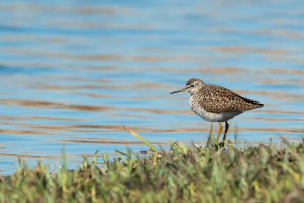 bécasseau des bois (tringa glareola) debout dans l’herbe sur la rive d’un lac bleu. - tringa glareola photos et images de collection