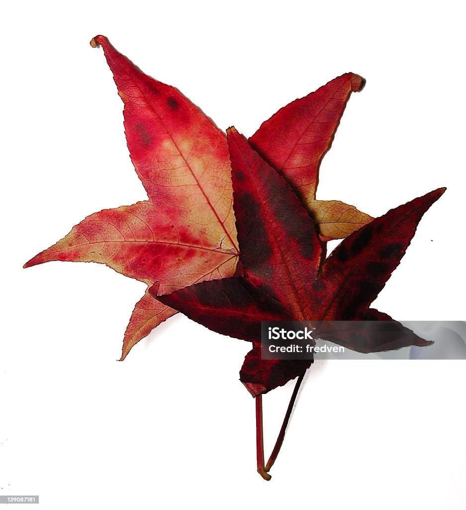 Herbst Blatt Paar - Lizenzfrei Blatt - Pflanzenbestandteile Stock-Foto