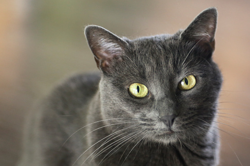 Male Russian Blue cat, about 24 months old.