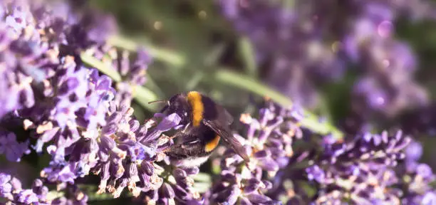 Photo of hummel collects nectar in a beautiful sunny lavender field, insect at work in foreground of the blurry background with copy space, summertime idyll in a garden