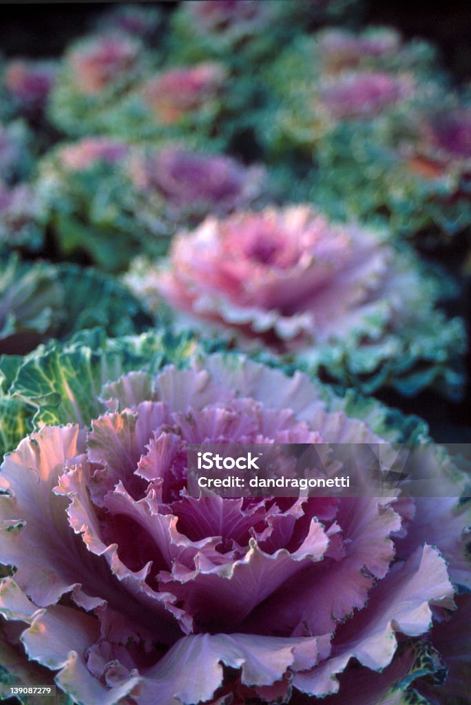 Cabbage Red cabbage Cabbage Stock Photo